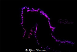 Purple outlines sea horse by Ajiex Dharma 